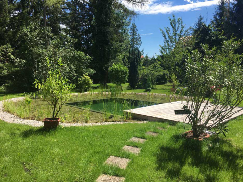 Naturteich mit Bepflanzung