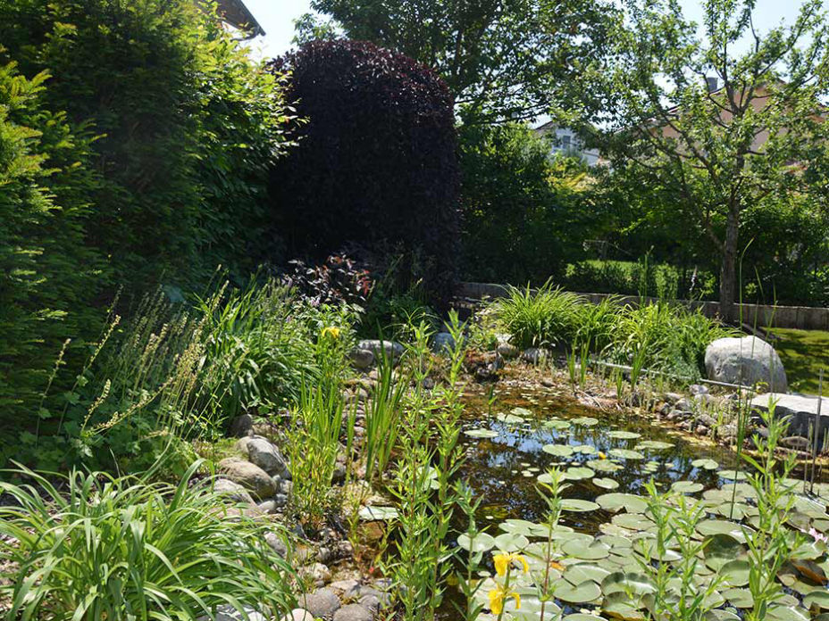 Naturteich mit Bepflanzung