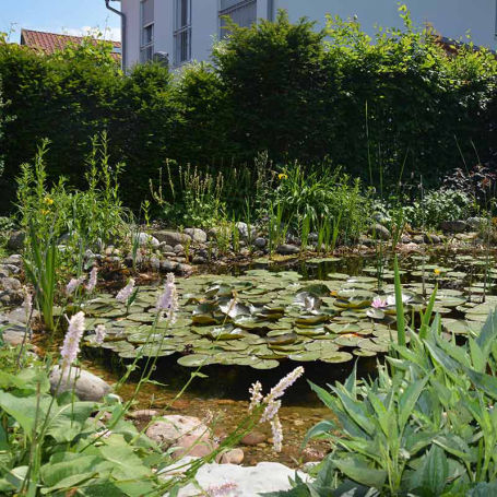 Beispiel für naturnaher Teich Typ 1