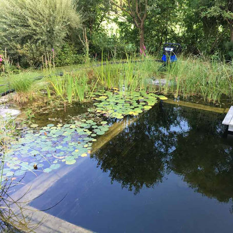 Naturnaher Schwimmteich Typ 2